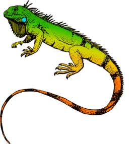 iguana