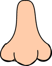 nose