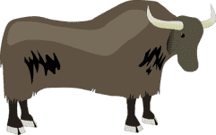 yak