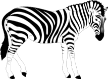 zebra