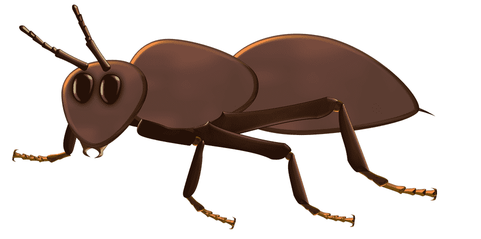 ant