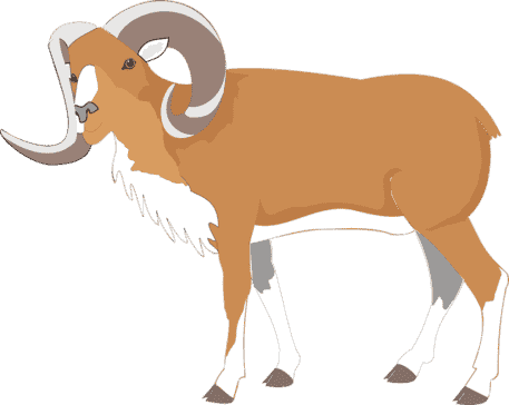 ram