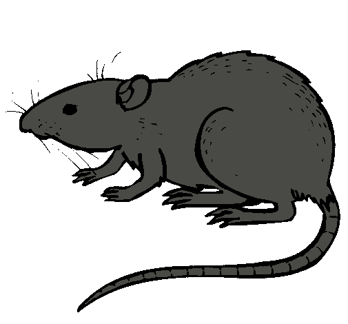 rat
