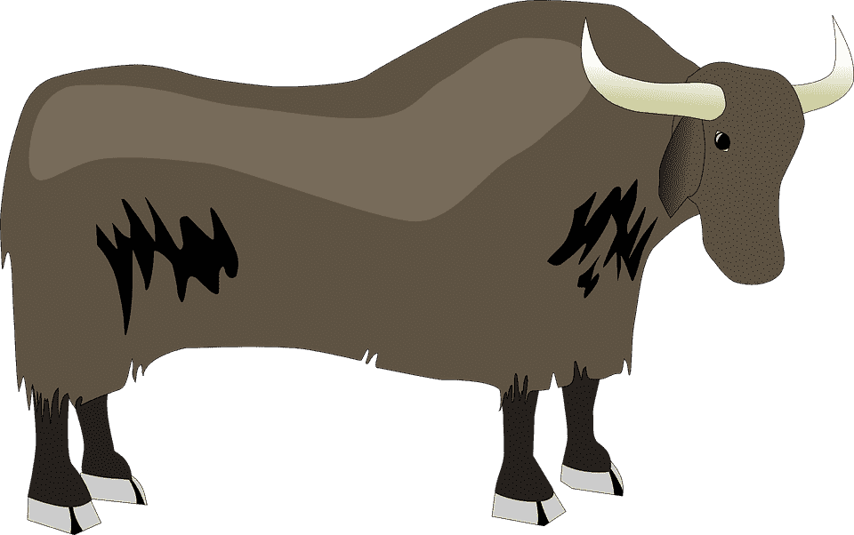 yak