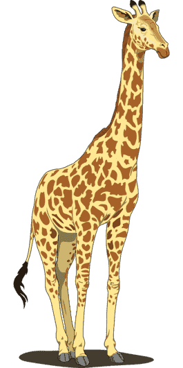 giraffe