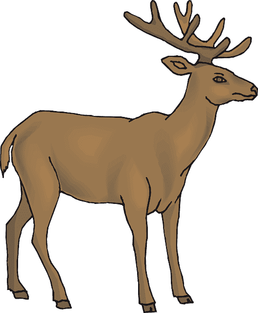 deer