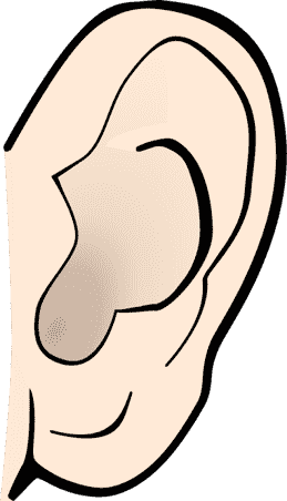 ear