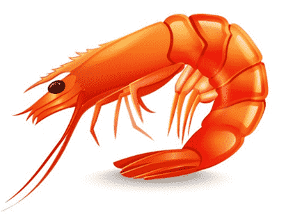 prawn
